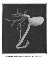 An illustration from Scientific American, Vol. 99, No. 8 (August 1908) (1908)