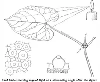 Picture 13 of 18 from Scientific American, Vol. 99, No. 11 (September 1908) (1908), leaf 9