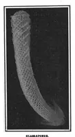 An illustration from Scientific American, Vol. 99, No. 19 (November 1908) (1908)