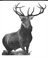 An illustration from Scientific American, Vol. 99, No. 21 (November 1908) (1908)