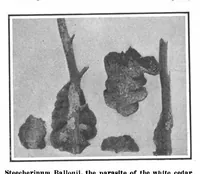 Picture 8 of 18 from Scientific American, Vol. 99, No. 25 (December 1908) (1908), leaf 9