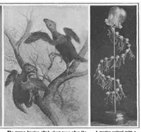 Picture 14 of 18 from Scientific American, Vol. 100, No. 4 (January 1909) (1909), leaf 10
