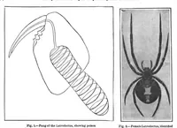 Picture 9 of 12 from Scientific American, Vol. 100, No. 21 (May 1909) (1909), leaf 10