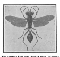 Picture 10 of 19 from Scientific American, Vol. 101, No. 6 (August 1909) (1909), leaf 9