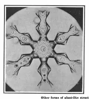 Picture 4 of 16 from Scientific American, Vol. 101, No. 7 (August 1909) (1909), leaf 4