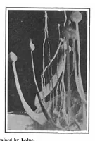 An illustration from Scientific American, Vol. 101, No. 7 (August 1909) (1909)