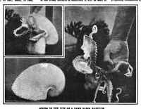 An illustration from Scientific American, Vol. 101, No. 16 (October 1909) (1909)