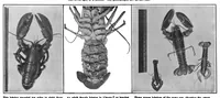 An illustration from Scientific American, Vol. 101, No. 16 (October 1909) (1909)