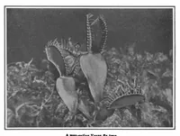 Picture 6 of 18 from Scientific American, Vol. 101, No. 25 (December 1909) (1909), leaf 8