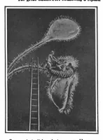 Picture 8 of 18 from Scientific American, Vol. 101, No. 25 (December 1909) (1909), leaf 8