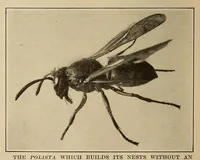An illustration from Scientific American monthly (1920)
