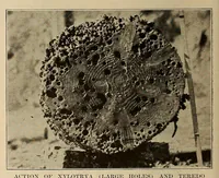 Picture 5 of 7 from Scientific American monthly (1920), leaf 474