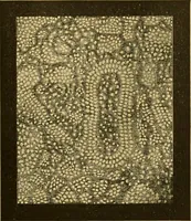 Picture 31 of 51 from The scientific papers of Sir William Huggins (1909), leaf 334