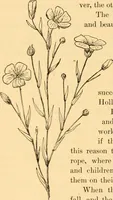 An illustration from Scientific sewing and garment cutting, for use in schools and in the home; (1898)