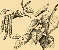 An illustration from Scientific sewing and garment cutting, for use in schools and in the home; (1898)
