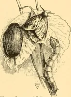 An illustration from Scientific sewing and garment cutting, for use in schools and in the home; (1898)