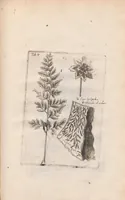 An illustration from Scotia illustrata sive Prodromus historiæ naturalis in quo regionis natura, incolarum ingenia & mores, morbi iisque medendi methodus, & medicina indigena accurratè explicantur ... (1684)