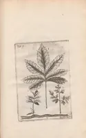 An illustration from Scotia illustrata sive Prodromus historiæ naturalis in quo regionis natura, incolarum ingenia & mores, morbi iisque medendi methodus, & medicina indigena accurratè explicantur ... (1684)