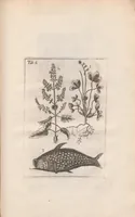 Picture 10 of 22 from Scotia illustrata sive Prodromus historiæ naturalis in quo regionis natura, incolarum ingenia & mores, morbi iisque medendi methodus, & medicina indigena accurratè explicantur ... (1684), leaf 361