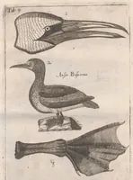 An illustration from Scotia illustrata sive Prodromus historiæ naturalis in quo regionis natura, incolarum ingenia & mores, morbi iisque medendi methodus, & medicina indigena accurratè explicantur ... (1684)