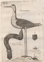 Picture 13 of 22 from Scotia illustrata sive Prodromus historiæ naturalis in quo regionis natura, incolarum ingenia & mores, morbi iisque medendi methodus, & medicina indigena accurratè explicantur ... (1684), leaf 367