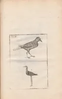 An illustration from Scotia illustrata sive Prodromus historiæ naturalis in quo regionis natura, incolarum ingenia & mores, morbi iisque medendi methodus, & medicina indigena accurratè explicantur ... (1684)