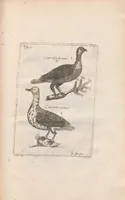 An illustration from Scotia illustrata sive Prodromus historiæ naturalis in quo regionis natura, incolarum ingenia & mores, morbi iisque medendi methodus, & medicina indigena accurratè explicantur ... (1684)