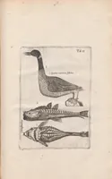 An illustration from Scotia illustrata sive Prodromus historiæ naturalis in quo regionis natura, incolarum ingenia & mores, morbi iisque medendi methodus, & medicina indigena accurratè explicantur ... (1684)