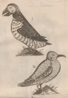 An illustration from Scotia illustrata sive Prodromus historiæ naturalis in quo regionis natura, incolarum ingenia & mores, morbi iisque medendi methodus, & medicina indigena accurratè explicantur ... (1684)