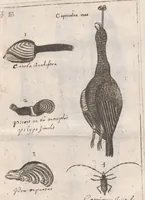 Picture 18 of 22 from Scotia illustrata sive Prodromus historiæ naturalis in quo regionis natura, incolarum ingenia & mores, morbi iisque medendi methodus, & medicina indigena accurratè explicantur ... (1684), leaf 381