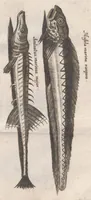 An illustration from Scotia illustrata sive Prodromus historiæ naturalis in quo regionis natura, incolarum ingenia & mores, morbi iisque medendi methodus, & medicina indigena accurratè explicantur ... (1684)