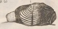Picture 20 of 22 from Scotia illustrata sive Prodromus historiæ naturalis in quo regionis natura, incolarum ingenia & mores, morbi iisque medendi methodus, & medicina indigena accurratè explicantur ... (1684), leaf 385