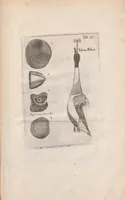 An illustration from Scotia illustrata sive Prodromus historiæ naturalis in quo regionis natura, incolarum ingenia & mores, morbi iisque medendi methodus, & medicina indigena accurratè explicantur ... (1684)