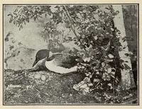 Picture 4 of 15 from Scouting for girls; official handbook of the Girl scouts (1920), leaf 396