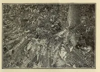 An illustration from Scouting for girls; official handbook of the Girl scouts (1920)