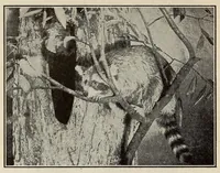 An illustration from Scouting for girls; official handbook of the Girl scouts (1920)