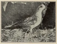 Picture 7 of 15 from Scouting for girls; official handbook of the Girl scouts (1920), leaf 438