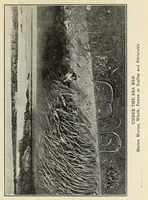 Picture 9 of 15 from Scouting for girls; official handbook of the Girl scouts (1920), leaf 467