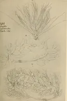 An illustration from Scythians and Greeks : a survey of ancient history and archaeology on the north coast of the Euxine from the Danube to the Caucasus (1913)