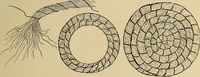 An illustration from Seat work and industrial occupations; a practical course for primary grades (1905)