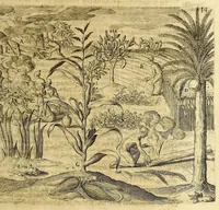 Picture 8 of 11 from Sechster Theil der Orientalischen Indien, Warhafftige historische Bechreibung dess gewaltigen Goldreichen Königreichs Guinea, sonst das Goltgestad von Mina genandt, so in Africa gelegen, : sampt derselben gantzen Beschaffenheit, auch Religion vnnd Opinion, Sitten vnnd Sprachen, Handel vnnd Wandel der Eynwohner daselbst: beneben einer kurtzen Erzelung, was die Schiffe, so dahin fahren wollen, für einen Lauff durch die Canarische Inseln, biss an das Cabo de Trespunctas, da das Goldgestadt sich anfänget, halten müssen. (1630), leaf 77