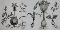 An illustration from Second voyage du père Tachard et des Jésuites envoyez par le roy au royaume de Siam : contenant diverses remarques d'histoire, de physique, de géographie, & d'astronomie (1689)