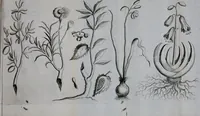 An illustration from Second voyage du père Tachard et des Jésuites envoyez par le roy au royaume de Siam : contenant diverses remarques d'histoire, de physique, de géographie, & d'astronomie (1689)