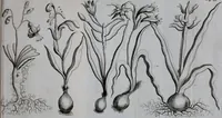 An illustration from Second voyage du père Tachard et des Jésuites envoyez par le roy au royaume de Siam : contenant diverses remarques d'histoire, de physique, de géographie, & d'astronomie (1689)
