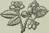 An illustration from The secret societies of all ages and countris (1875)