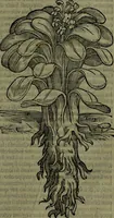 An illustration from Secundo volume delle navigationi et viaggi (1574)