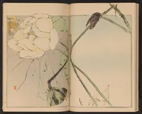 An illustration from Seitei kachō gafu (1890)