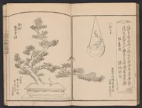 An illustration from Seizan goryū ikebana senbei zushiki : shohen (1857)