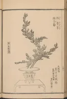 An illustration from Seizan goryū ikebana senbei zushiki : shohen (1857)