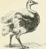 An illustration from Selections from the specimen book of the Fann Street Foundry (1874)